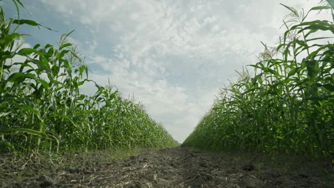 Cornfield. Movement in a cornfield against the background of beautiful clouds Stock Footage 250075190