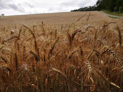 CORNFIELD  nearly/macro Stock Photos