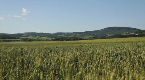 Cornfield in Norway Stock Footage 39754164