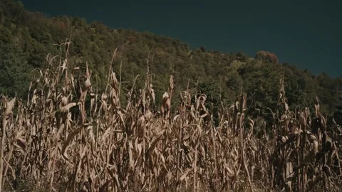 Cornfield open wide angle shot Stock Footage 339843234