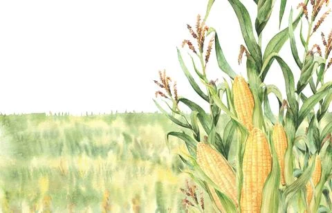 Cornfield or golden maize field watercolor banner Yellow flowers and green plant Stock Illustration