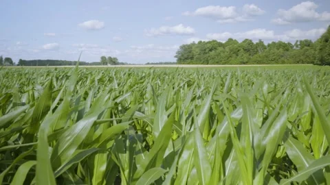Cornfield Pan Right Stock Footage 329613433