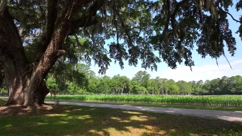 Cornfield past live oak trees on South Carolina Plantation in sunshine 動画素材 300202741