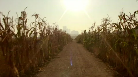Cornfield Path Stock Footage 284535