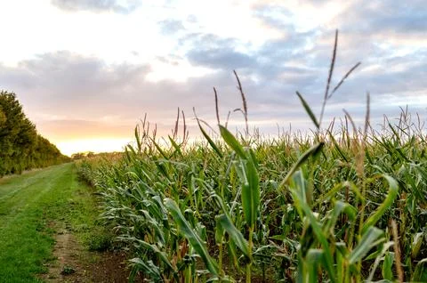Cornfield path at sunset glow Stock Photos