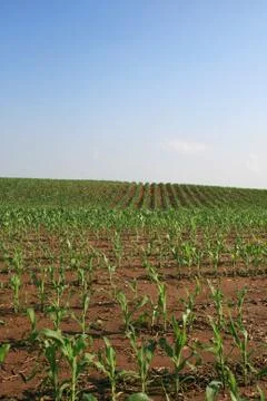 Cornfield Stock Photos