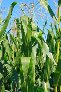 Cornfield Foto stock