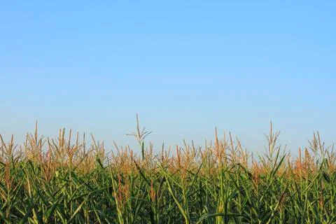 Cornfield Stock Photos