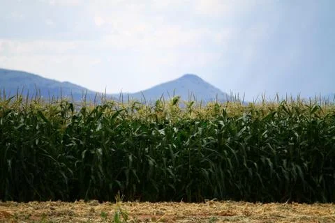 Cornfield 库存照片