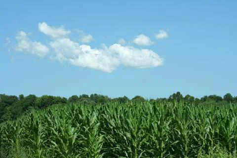 Cornfield Stock Photos