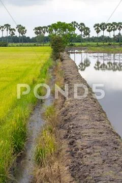 Cornfield Stock Photos