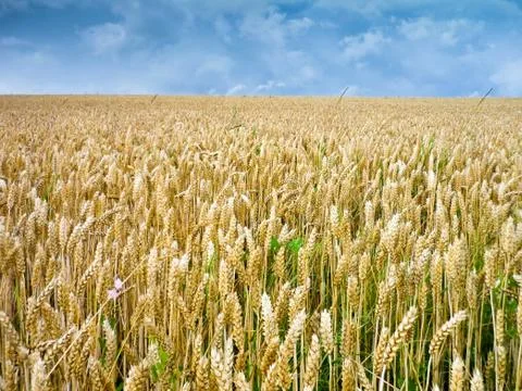 Cornfield Stock Photos