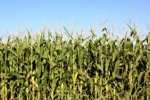 Cornfield Stock Photos
