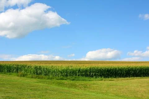 Cornfield Stock Photos