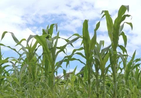 Cornfield Stock Photos