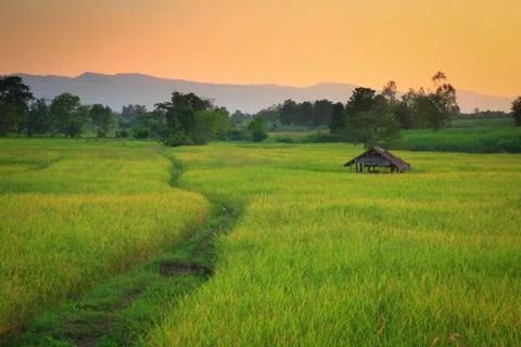 Cornfield Stock Photos
