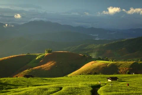 Cornfield Foto stock