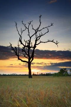 Cornfield Foto stock