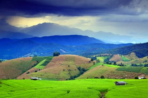 Cornfield Foto stock