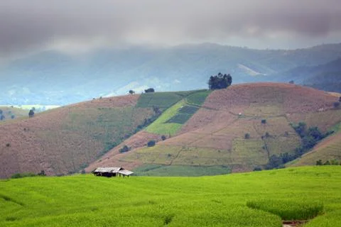 Cornfield Stock Photos