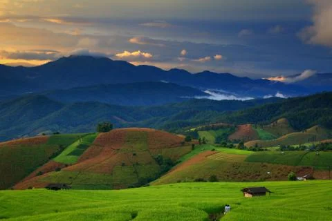 Cornfield Stock Photos