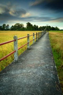 Cornfield Stock Photos