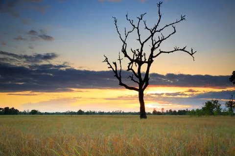 Cornfield Stock Photos