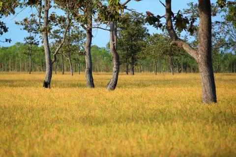 Cornfield Stock Photos