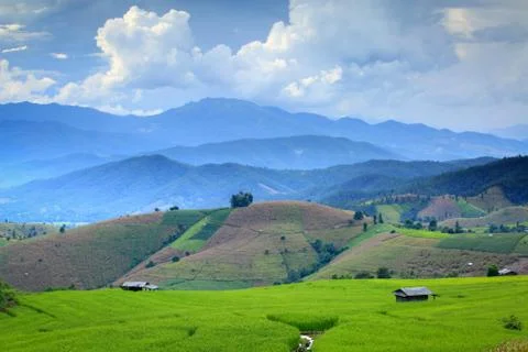 Cornfield Foto stock