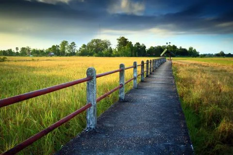 Cornfield Stock Photos
