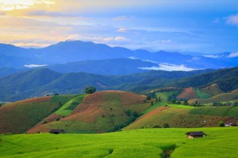 Cornfield Stock Photos