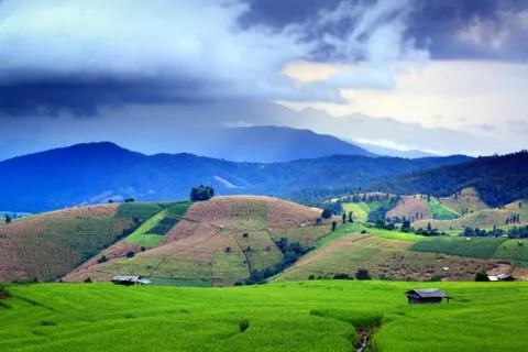 Cornfield Stock Photos
