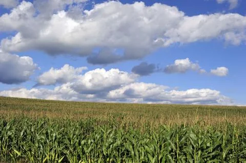 Cornfield Stock Photos