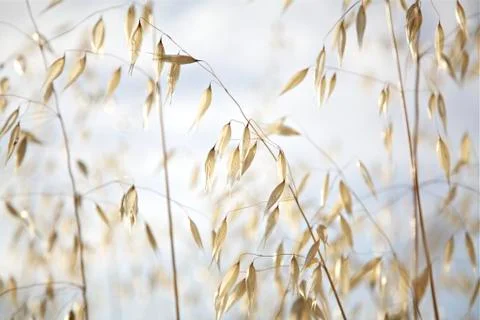 Cornfield Stock Photos