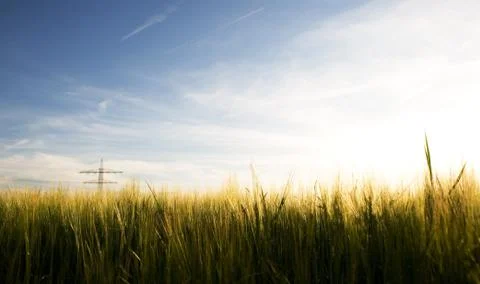 Cornfield Stock Photos