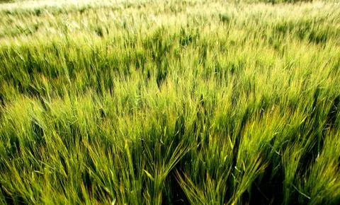 Cornfield Stock Photos
