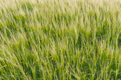 Cornfield Stock Photos