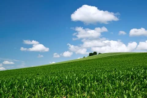 Cornfield Stock Photos