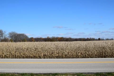 Cornfield Foto stock
