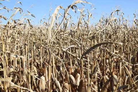 Cornfield Foto stock