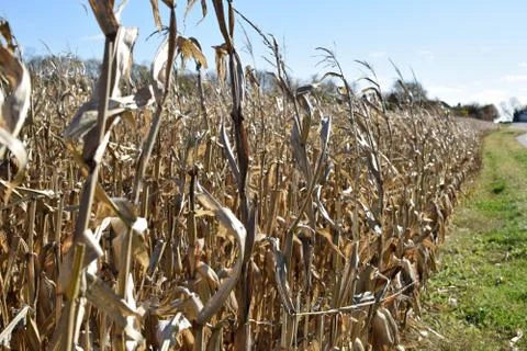 Cornfield Foto stock