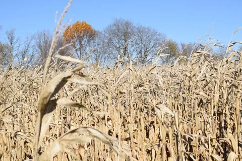 Cornfield Foto stock