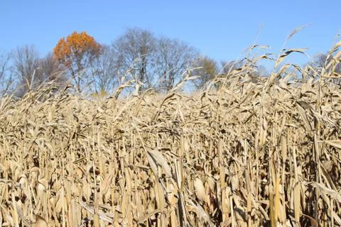 Cornfield Foto stock