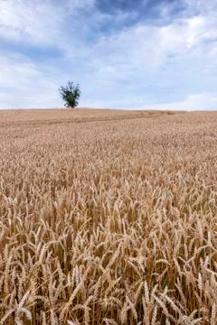 Cornfield Stock Photos