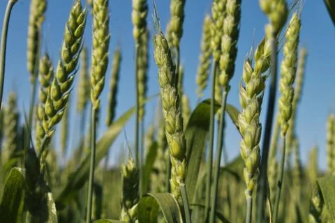 Cornfield Stock Photos
