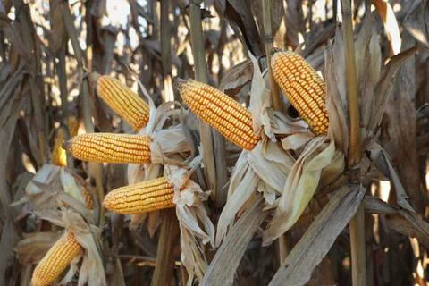Cornfield Foto stock