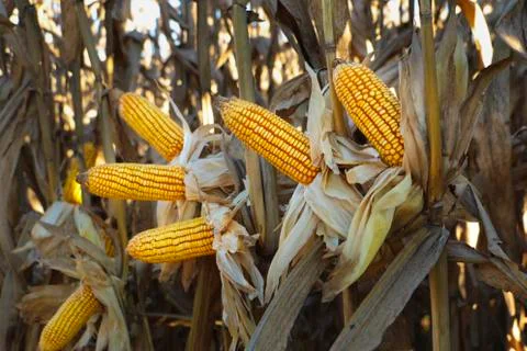 Cornfield Foto stock