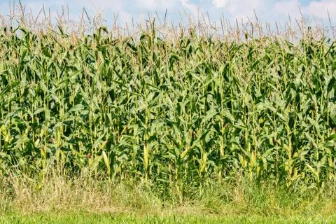Cornfield Stock Photos