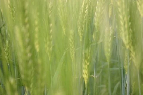 Cornfield Foto stock