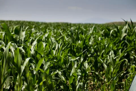 Cornfield Stock Photos